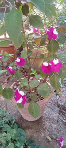 Vaso florido com beijinho - "Maria sem vergonha"