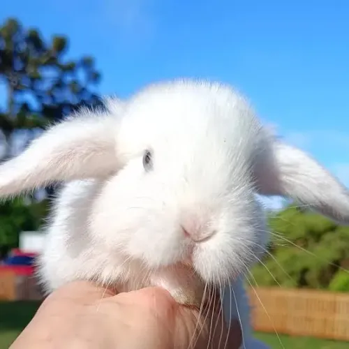 Mini lop