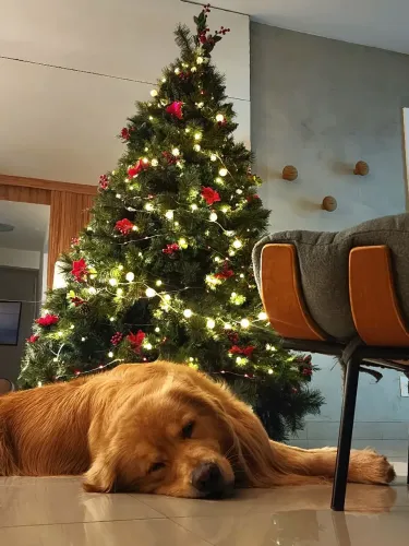ARVORE DE NATAL 2 METROS COM DIFERENTES OPÇÕES DE DECORAÇÃO