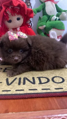 Lindíssimo filhotes Spitz Alemão machos e fêmeas vacinados
