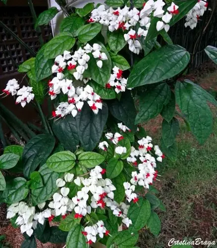 Mudas Lágrima de Cristo linda planta 