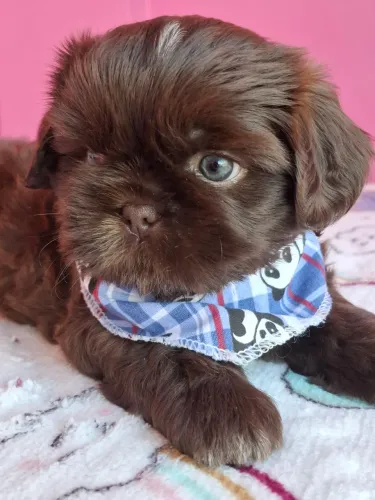 Shih Tzu macho, filhote - Canil Best Friend 