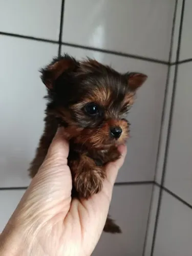 Filhote Yorkshire Terrier, Uma vida cheia de brincadeiras e amor começa agora!
