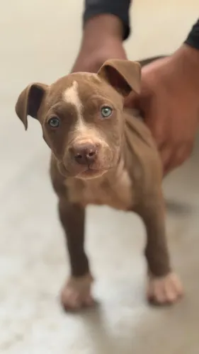 Cachorro pit monster