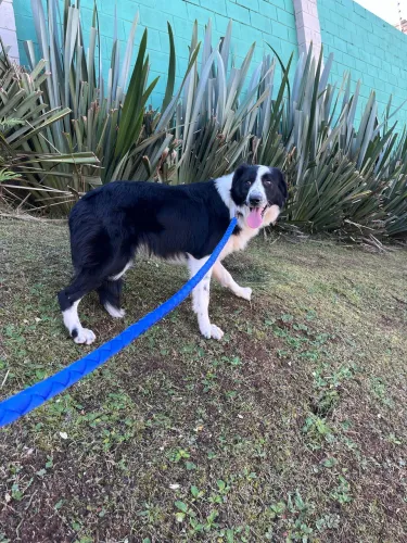 Doa Border collie 