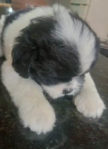 Vendo Shitzu com poodles