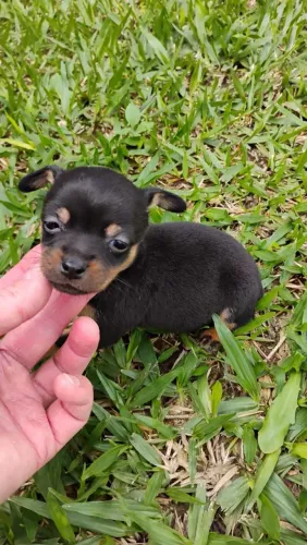 Procuro pinscher 