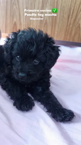 Poodle toy macho 