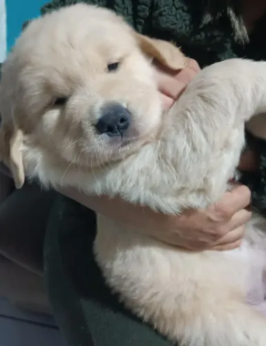 Golden Retriever filhotes 