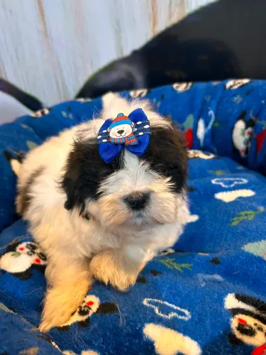 Shih tzus