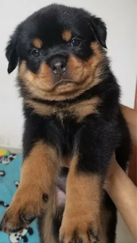 Filhotes De Rottweiler - Filhotes Que Vai Iluminar Seu Lar 