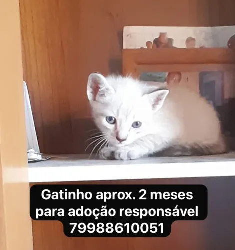 Gatinhos para adoção responsável