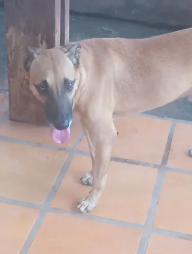 Cachorro para adoção 