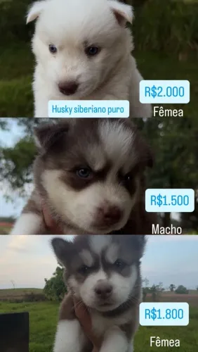 Husky Siberiano puro