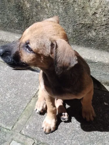 Cachorro para adoção 
