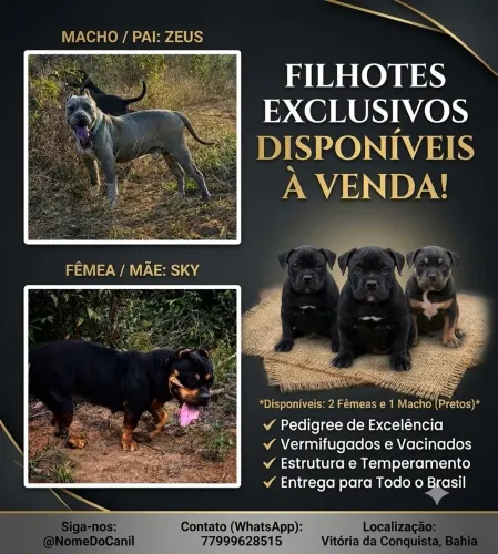 Filhotes de América Bully