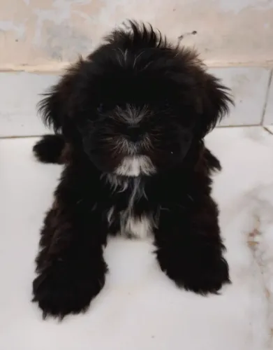 Vendo Shitzu 3 meses 