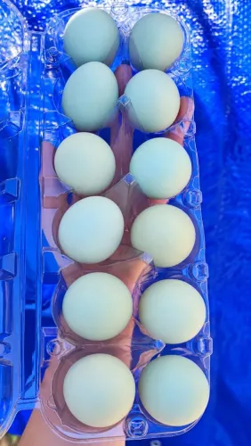 Ovos verde galados