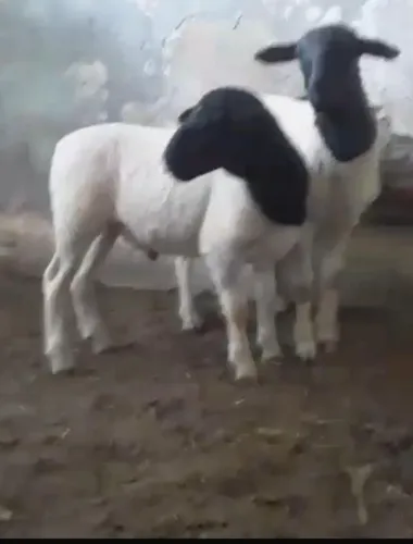 Borrego Dorper 