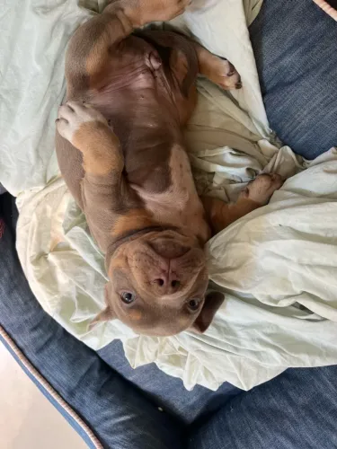 American Bully pocket fêmea