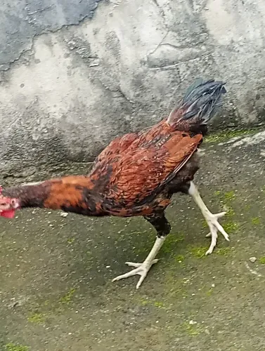 Galinhas para vender rapido