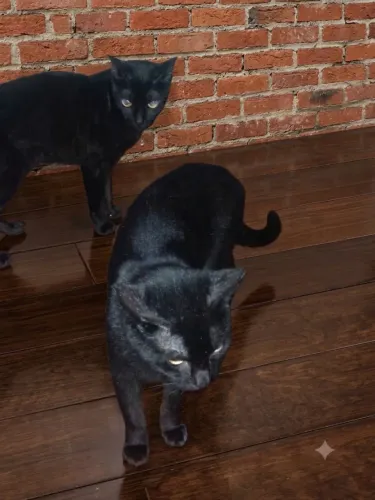 Doação de gatos criados dentro de casa, dóceis e amigos. Não adote, se não tem tempo!!!!