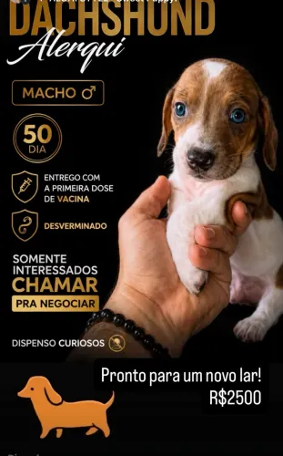 Daschund salsicha linguiça Basset