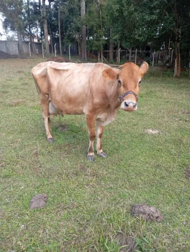 Vaca com bezerro macho 