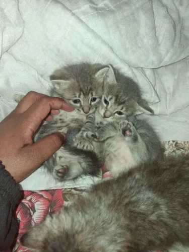 Gatinhos em adoção