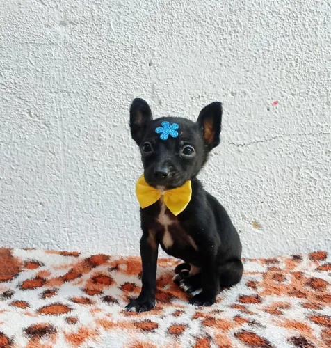 Pinscher com 52 dias vacinado 