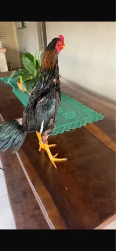 Frango mura