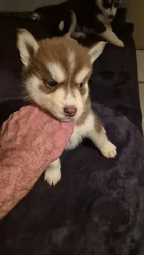 Husky Siberiano