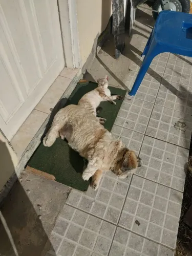 Gatinha