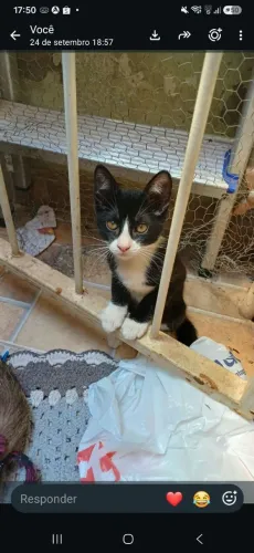 Pet gatinha fêmea