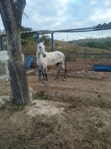 Cavalo novo