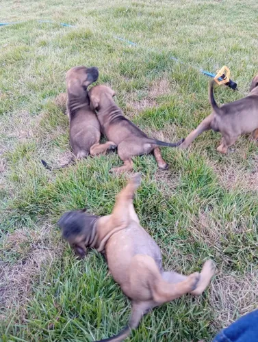 Filhotes da raça Fila Brasileiro