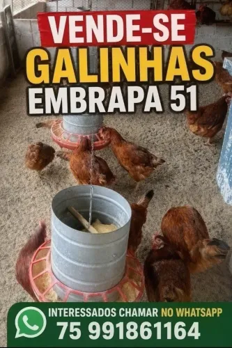 Galinha Embrapa 51- pintinhos