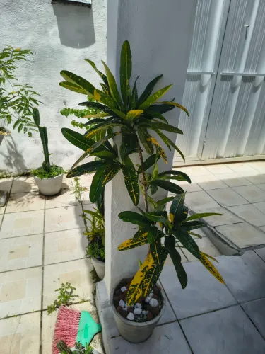 Várias croton bem desenvolvidas e no jarro 