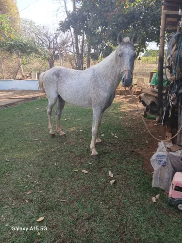 Vendo cavalo macha picada 