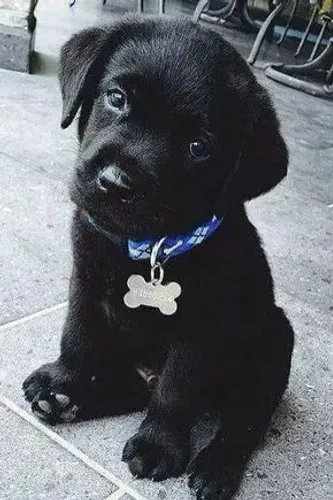 Filhote de Labrador Black