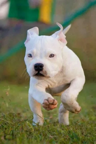 Filhote de Pitbull branco amor genuíno e poderoso 