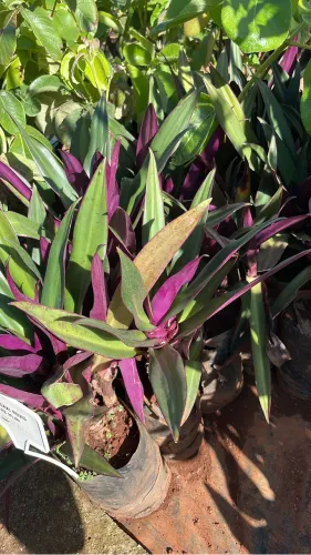 Muda de Abacaxi Roxo