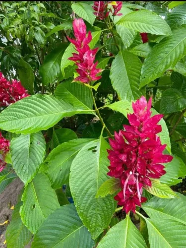 Mudas ornamentais, camarão vermelho, Plantas