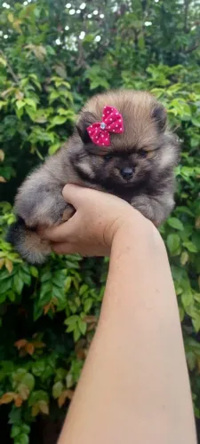 Filhote de Spitz Alemão - Uma fofura! Machos e fêmeas
