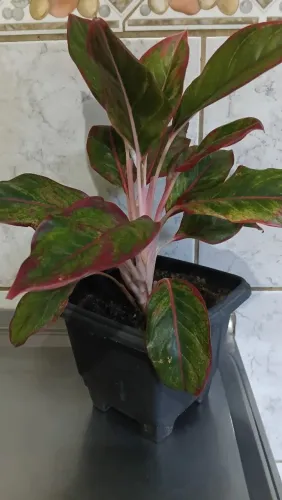 Plantas