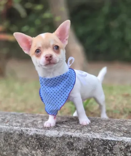 Chihuahua pelo curto - Macho com pedigree - Loja física - Entre em contato