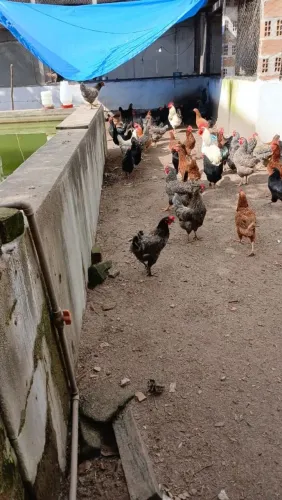 Pintinho glc com alta qualidade 