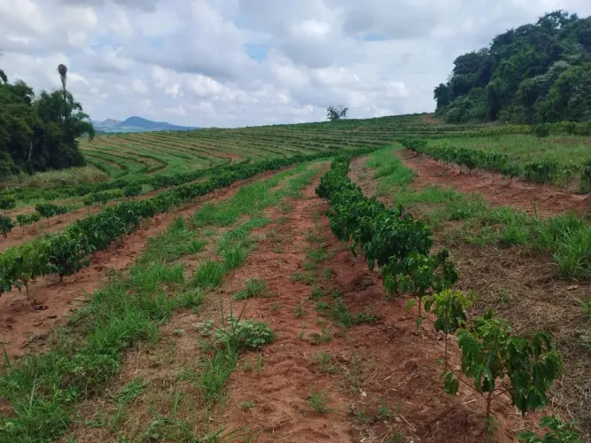 Sítio 55 mil pés de café mecanizaveis