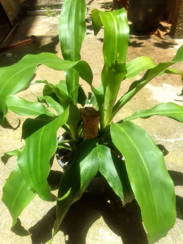 Planta Dracena Fragrans (também chamada Pau-d?água ou Coqueiro de Vênus