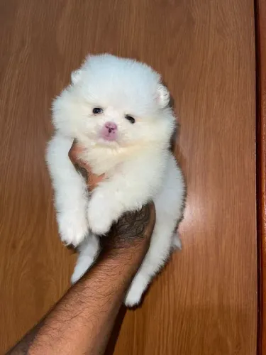Lulu da pomerania anão baby face Ursinho